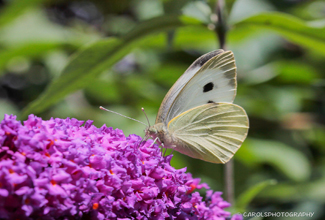 SMALL OR CABBAGE WHITE (Pieris rapae)